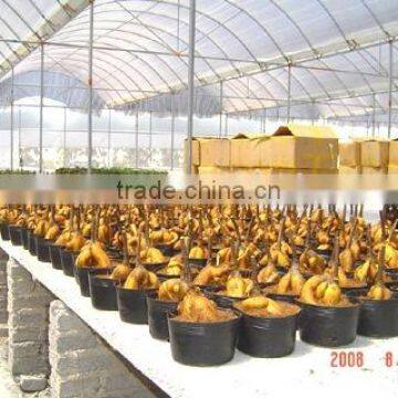 Bonsai Ficus/Ficus Microcarpa/Ginseng root