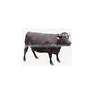 HOKKAIDO WAGYU BEEF photo-2