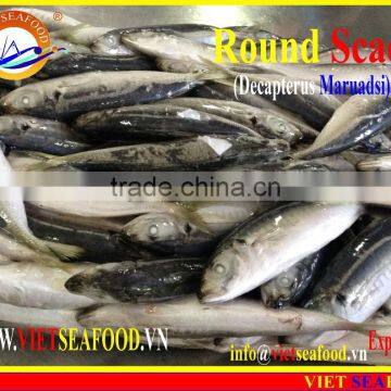 FROZEN MARUADSI (ROUND SCAD) photo-4