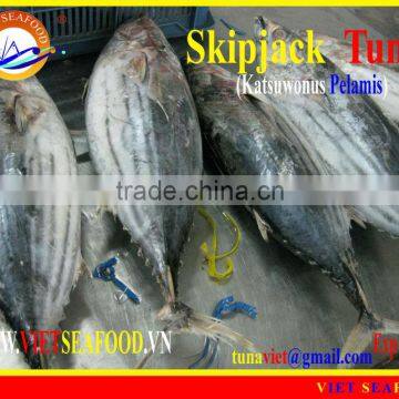FROZEN SKIPJACK TUNA WHOLE ROUND