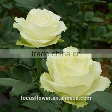 For Valentine's Day Occasion Cut Flowers Rose Fresh Flower Avalanche Flower From Kunming photo-2