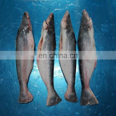 FROZEN PANGASIUS GGS FROM VIETNAM