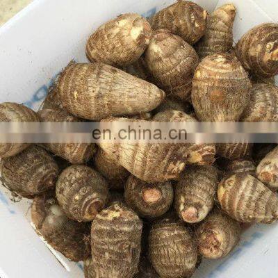 2020 Hot Sale Fresh Vegetable Fresh Taro photo-4