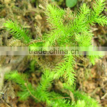 Popular top sell Diaphasiastrum veitchii fresh cut green foliage