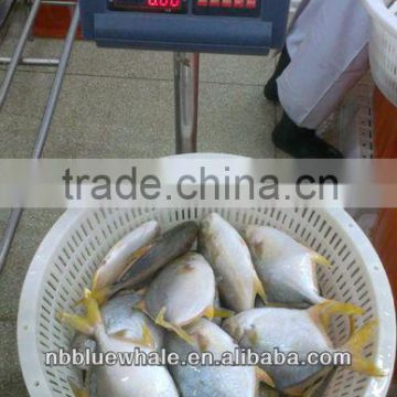 yellow pomfret 300-500G 400-600G frozen pomfret fish