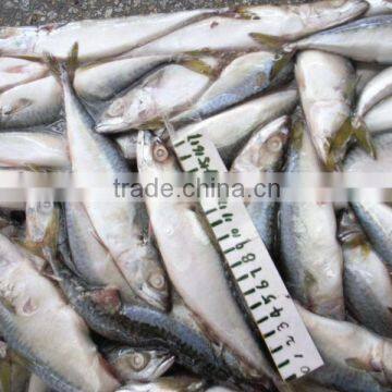 frozen spanish mackerel ,IQF or BQF whole round good quality