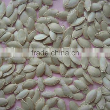 new crop shine skin pumpkin seeds