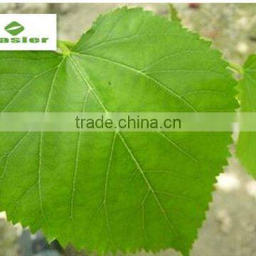 Mulberry leaf extract 1-dnj