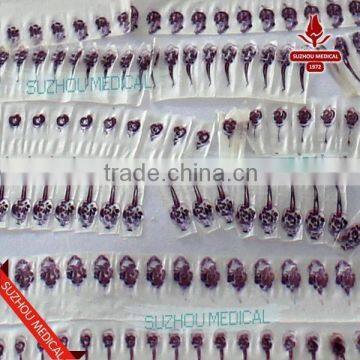 3-5mm 7-9mm 10-11 Frog Embryo Prepared Microscope Slides photo-2