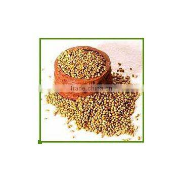 CORIANDER SEEDS