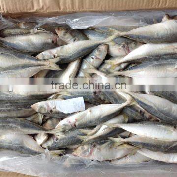 2016 new Frozen fish round scad/horse mackerel 70-90g