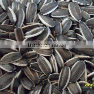 sunflower seeds in shell