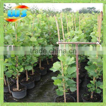 Bambu support flower vine