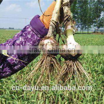 Red White Garlic Supplier 2016 Fresh