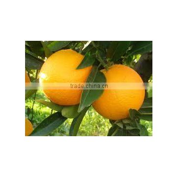 NAVEL ORANGE&