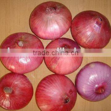 Fresh Onion Red Onion