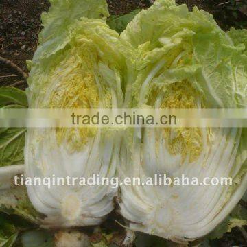 chinese long cabbage