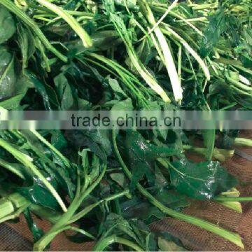 China Import Direct Spinach Extract Latest Products in Market photo-3