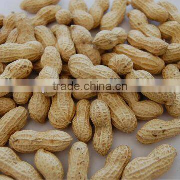 Chinese Roasted Peanut in Shell Shandong