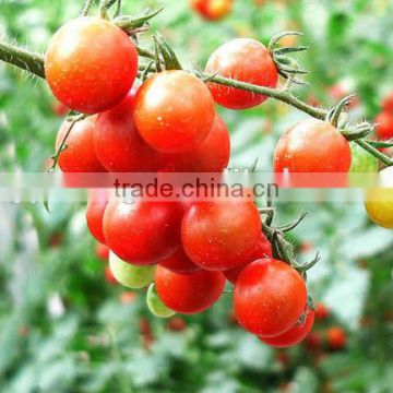 high resistance high yield hybrid F1 cherry tomato seeds