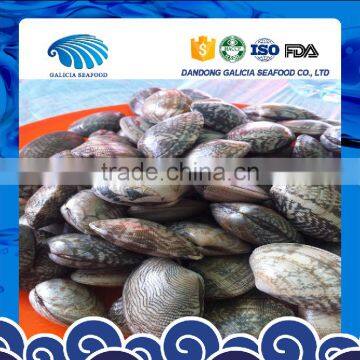 Frozen Short Necked Clam Size 41-50