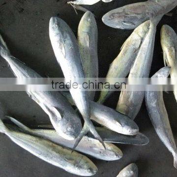 Ready Stock Sea Frozen Mahi Mahi Whole Round 2kgs + photo-2
