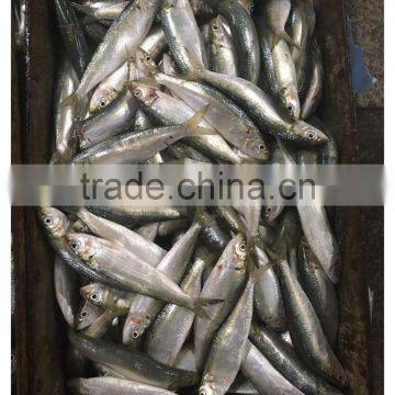 New Landing Frozen Fresh Unprocessed HGT Sardine photo-4