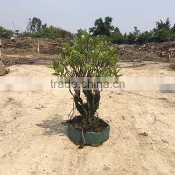 Ficus Microcarpa Bonsai in 15cm,20cm ,25cm ,30cm Pot,ball ,S Shape photo-3