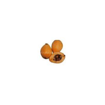 loquat