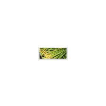 lemon grass