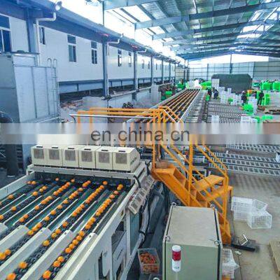 Fruits Vegetables Mango Tomato Sorting Machine photo-2