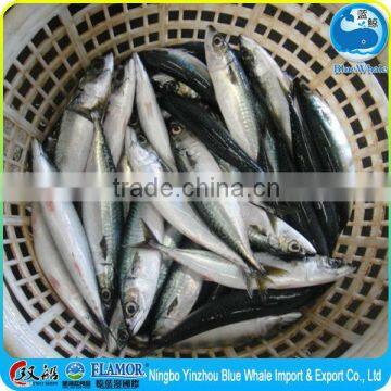 frozen fish pacific mackerel 100g 200g 100-200g