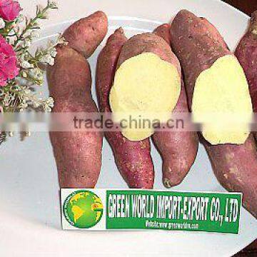 FRESH SWEET POTATO WITH HIGH QUALTIY AND BEST PRICE