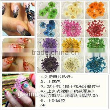 Hot Sell Nail Art Natural Dried Flowers for Nail Art Decoration,nail Accessory ZX:GH748 photo-3
