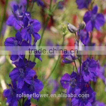 wholesale beautiful fresh cut purlple poisonweed flower