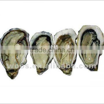 fresh frozen and boiled frozen oyster meat