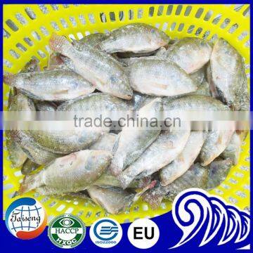 Frozen Tilapia Wholesale Price photo-3