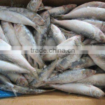 Frozen Fish Sardinella Autita