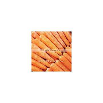 Export Red Carrot