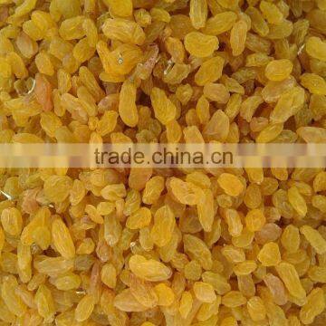 2015 Crop Golden Raisin for Asia Market