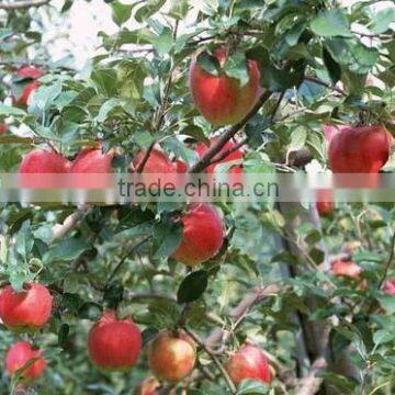 High Quality Chinese Red Star Apple Best Price Red Star Apples Sweet and Fresh Red Star Apples photo-4