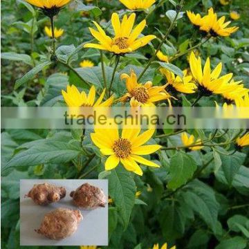 Qingdao BNP Suplies 95% organic natural Inulin/synanthrin from Jerusalem artichoke dietary fiber inulin powder