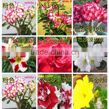 Desert Rose Seeds From China