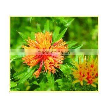 Safflower Chinese Herb Medicines