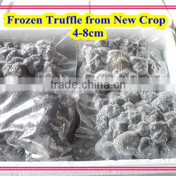 top quality fresh truffle tuber indicum