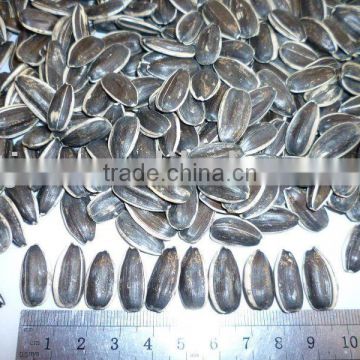 sunflower seeds 20/64,22/64,24/64