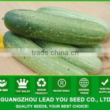 NCU04 Dage Big friut cucumber seeds China high yield agriculture seed companies