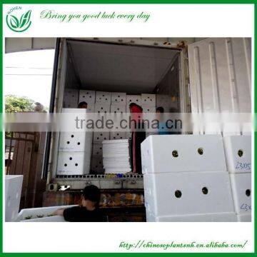 Indoor Straight Lucky Bamboo Plants Sale photo-5