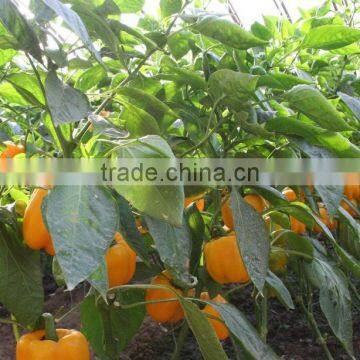 hybrid space pepper seeds