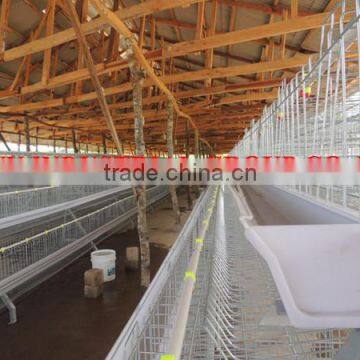 TAIYU Layer Hen Farming